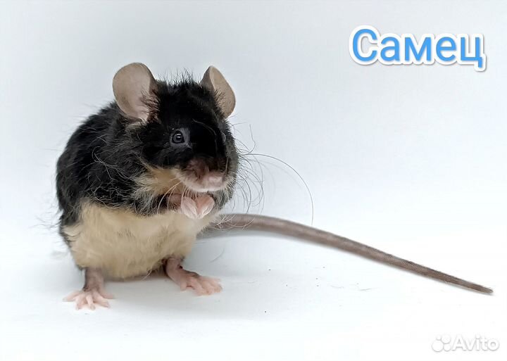 Декоративные мышки