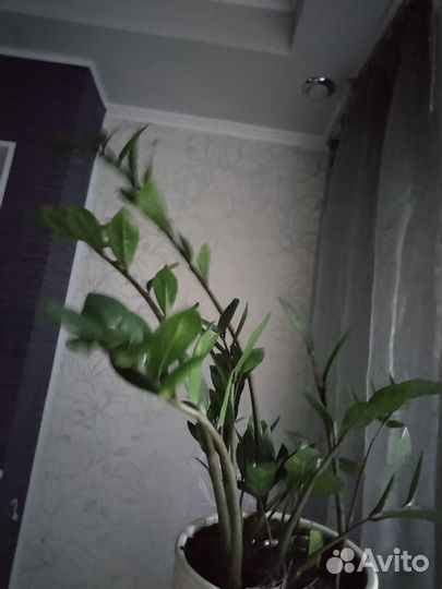 Замиокулькас