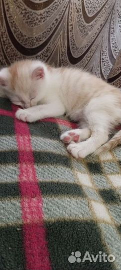 Котенок (девочка)