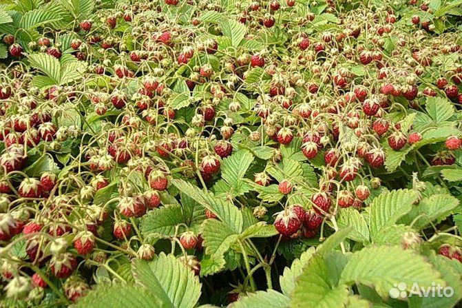 Земклуника