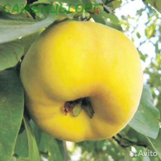 Саженцы айвы