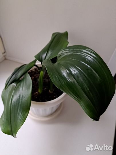 Эухарис(Амазонская лилия)