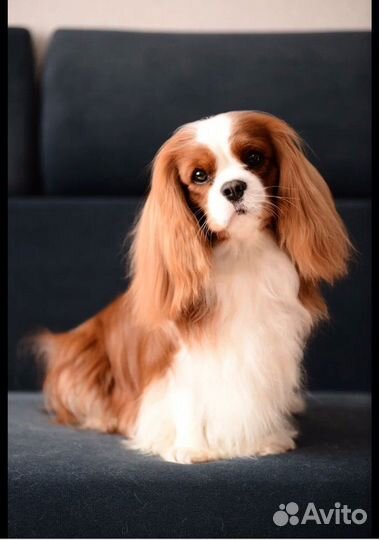 Вязка кавалер кинг чарльз спаниель