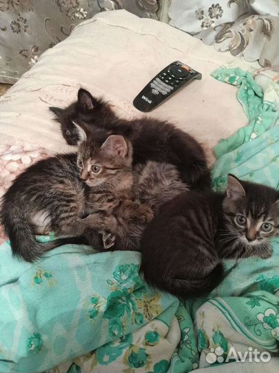 Котята в добрые руки бесплатно
