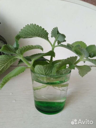 Мята домашняя комнатная