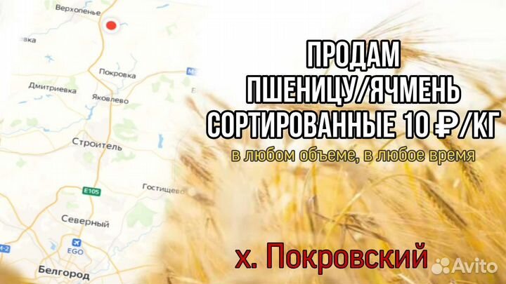 Зерно пшеница