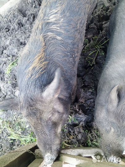 Гибрид дикий кабан с венгерской мангалицей