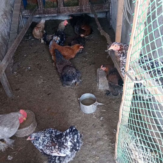 Куры породы брама