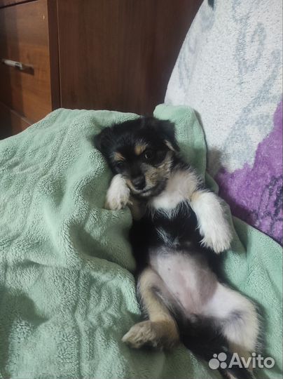 Щенки Метисы маленькой пароды собак