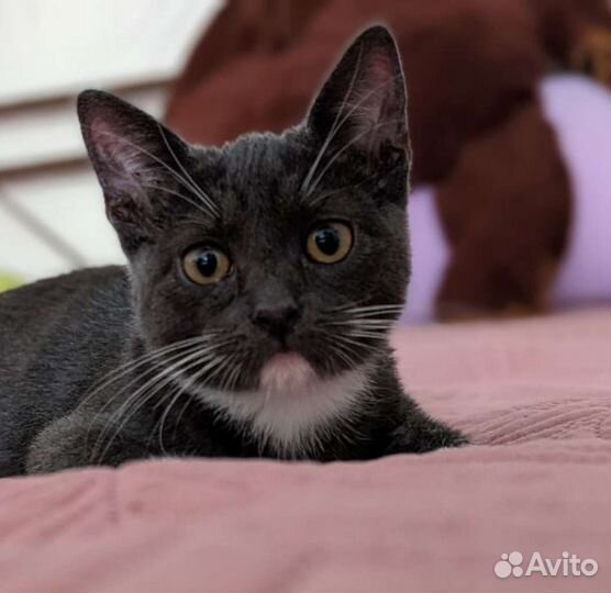 Котята/ кошечки/коты ищут дом