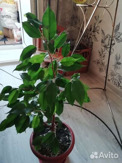 Фикус бенджамина