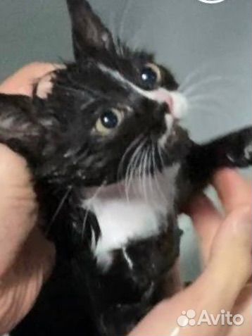 Котенок в добрые руки