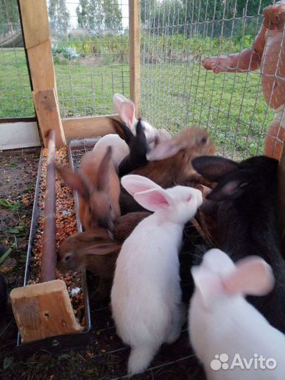 Кролики мясных пород