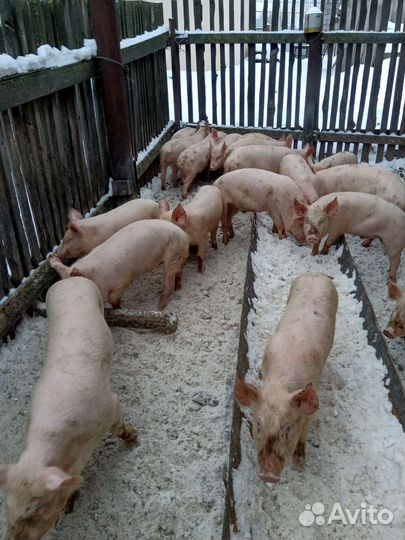Продаю поросят разного возраста и веса