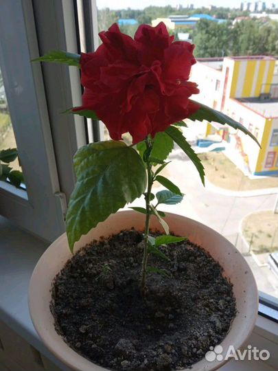 Китайская роза-гибискус