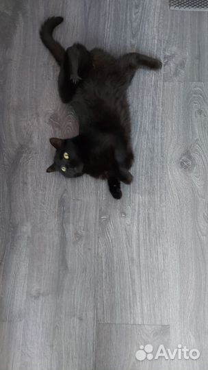Черная кошка