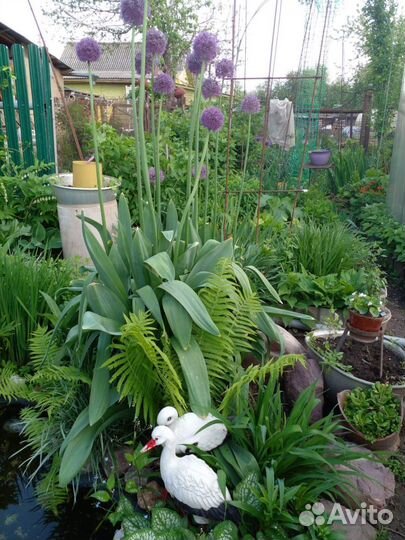 Растения цветы для сада