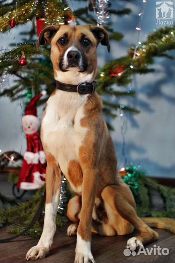 Помесь боксера в добрые руки