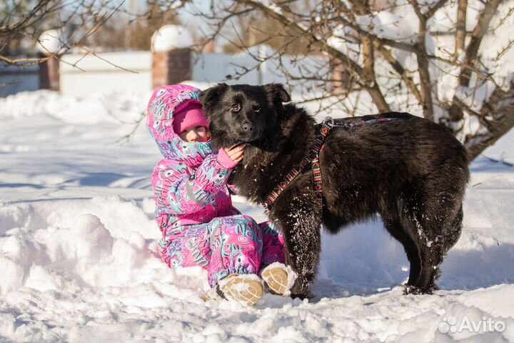 Щенок в добрые руки