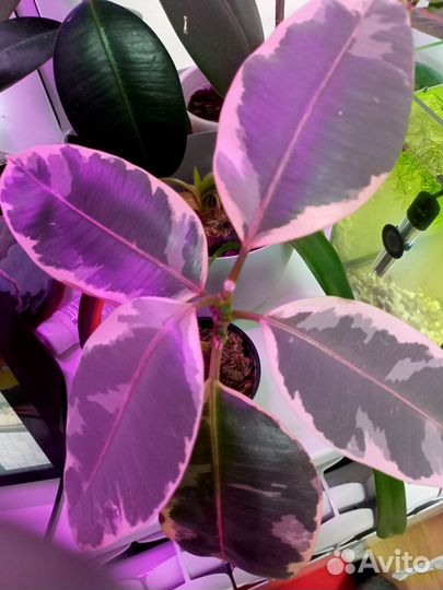 Комнатные цветы