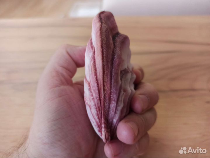 Морская раковина