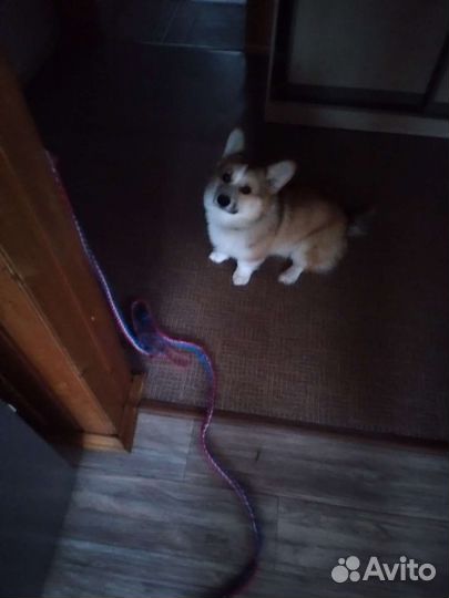 Вельш корги