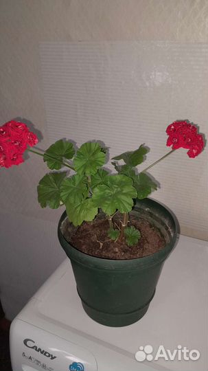 Пеларгония герань