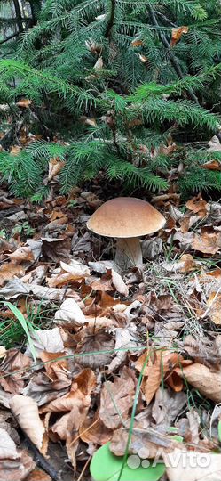 Грибы белые свежие