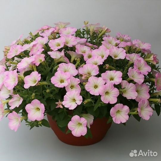 Петуния ампельная