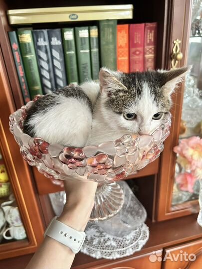 Котенок от мышеловки