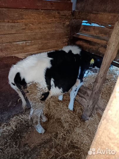 Телята бычки