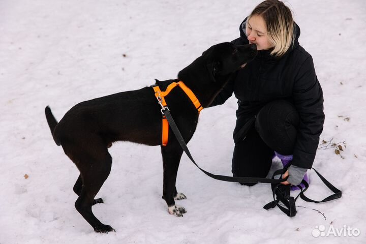 Собака в добрые руки отдам бесплатно
