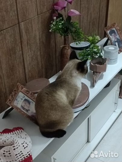 Догситтер, передержка животных