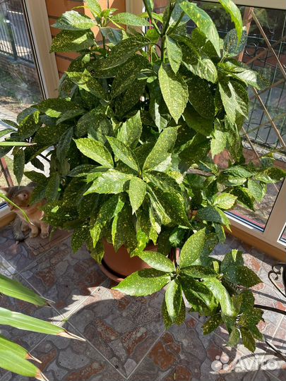 Аукуба (Золотое дерево)