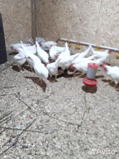 Молодые петухи