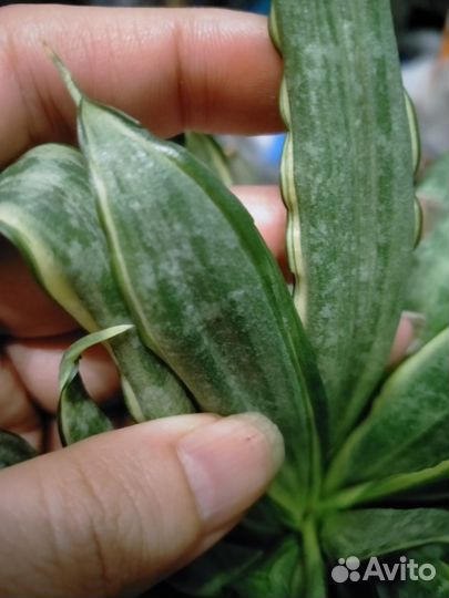 Сильвер Фрост (Грей) /Японский Твистер Сансевиерия