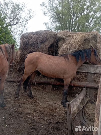 Лошадь кобыла