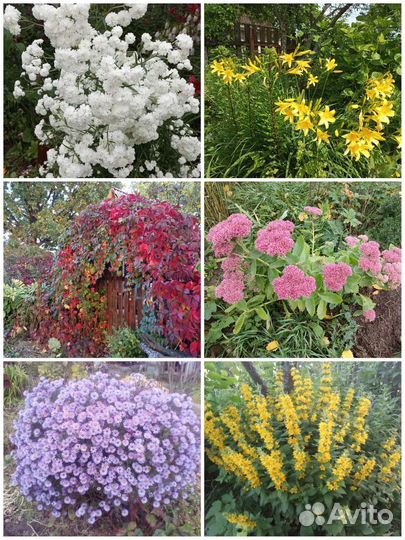 Растения для сада