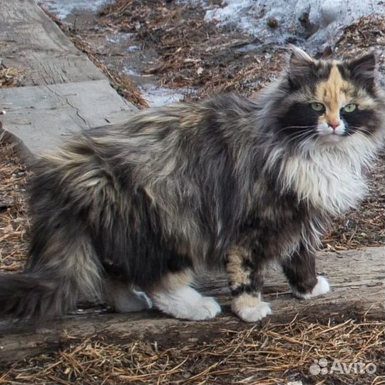 Коты подростки