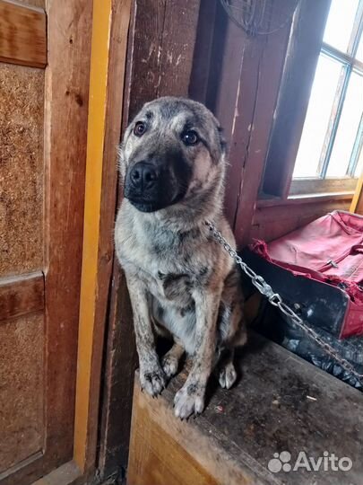 Друг в добрые руки