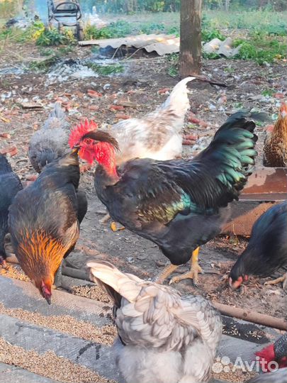 Молодые породистые петушки