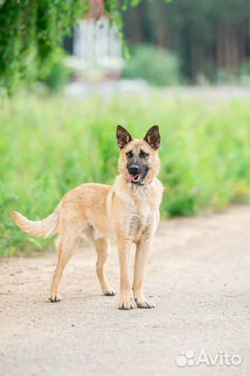 Собака в добрые руки