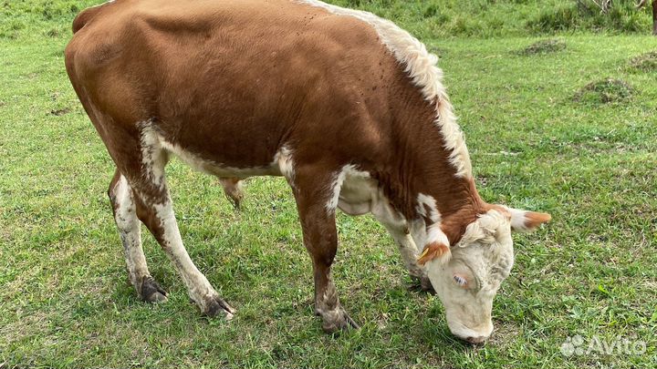 Быки коровы и телки