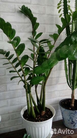 Замиокулькасы