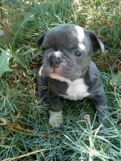 Французский бульдог