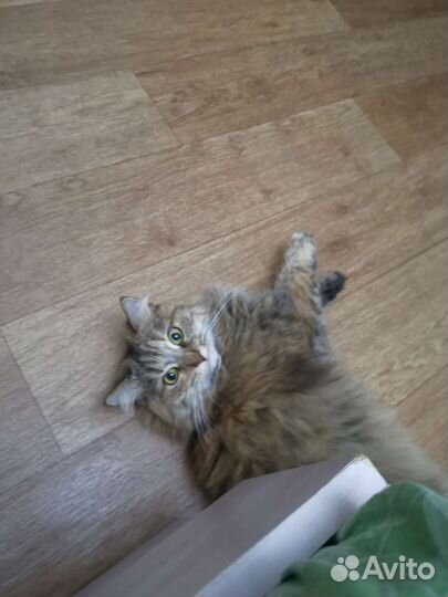 Отдам в добрые руки