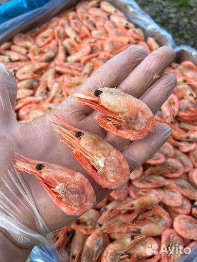 Креветка Северная (Гренландия 80-100 шт. )