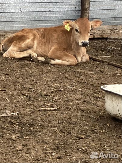 Продаются бычки
