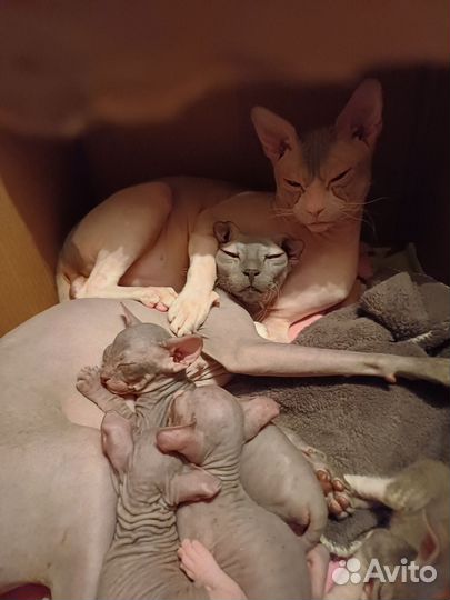 Кошки сфинкс