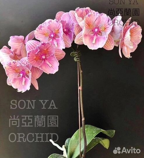 Орхидея биглип бабочка